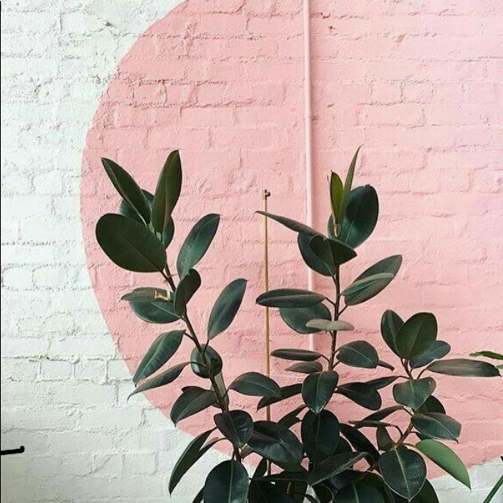 Meet your Posher, Dakota